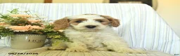 Mini Goldendoodle dogs for sale: Iggy  - Ad 3