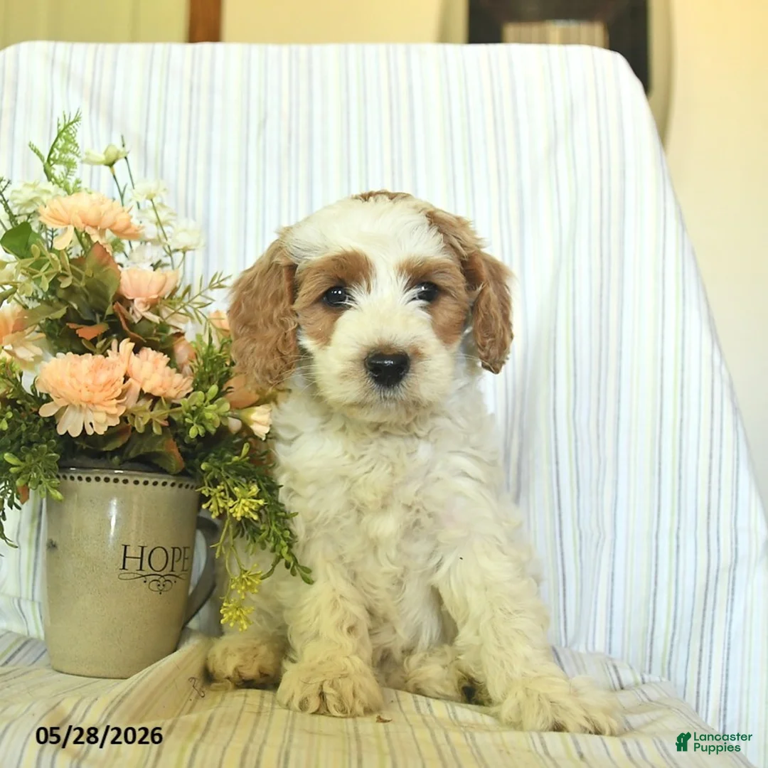Mini Goldendoodle dogs for sale: Iggy  - Ad 3