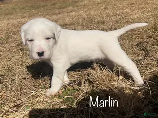 English Setter dogs Marlin - Ad 4