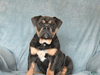 Olde English Bulldogge dogs - Ad 3