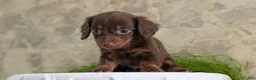 Miniature Dachshund dogs for sale: Lyla - Ad 3
