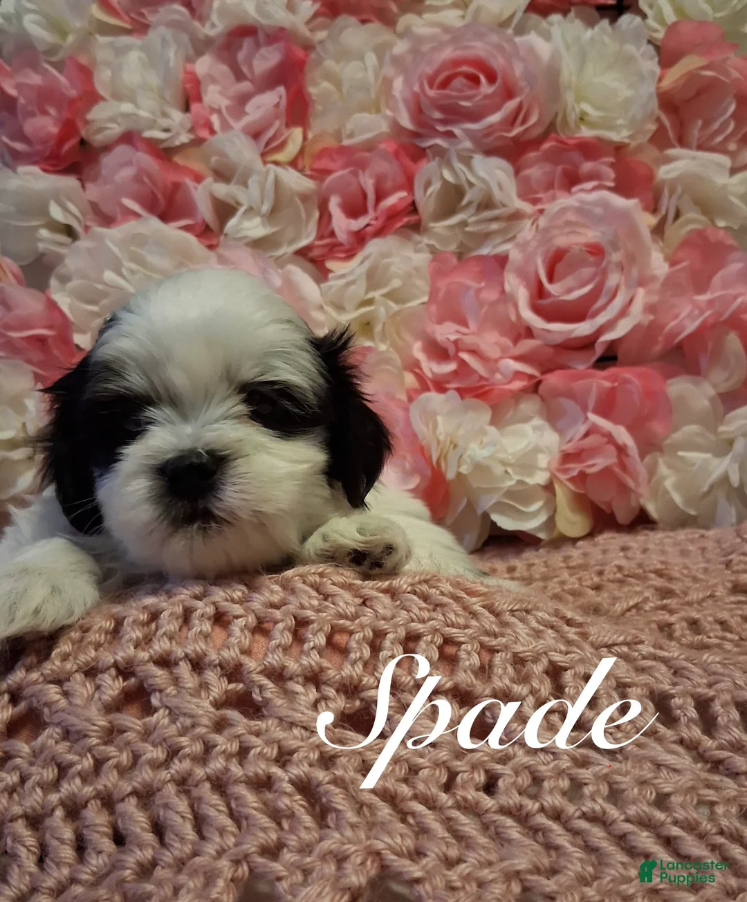 Shih Tzu dogs for sale: Spade - Ad 4