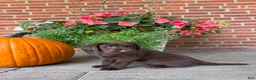 Labrador Retriever dogs for sale: Murphy  - Ad 3