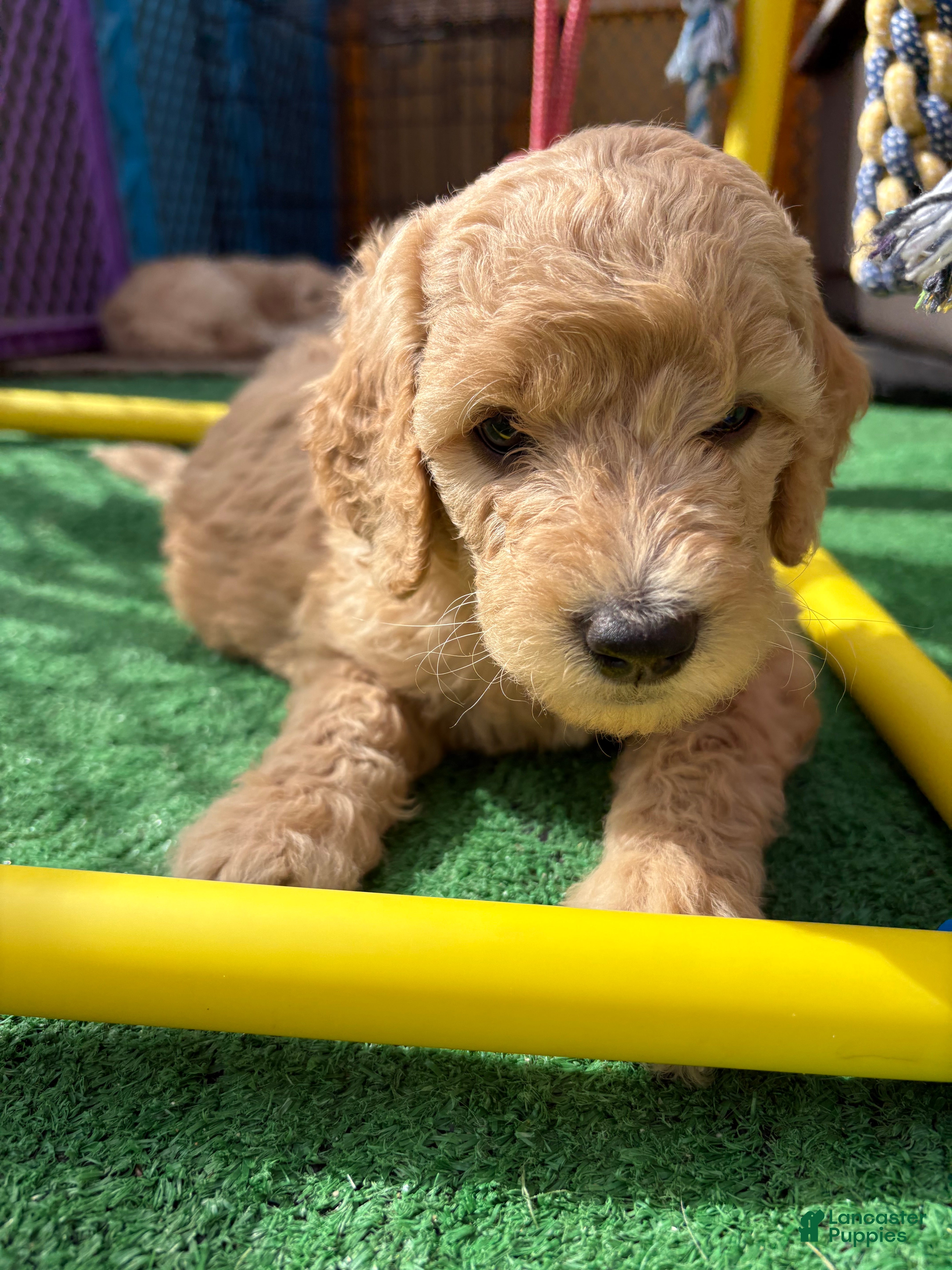 Goldendoodle dogs Goldendoodle Puppy 2 - Ad 9