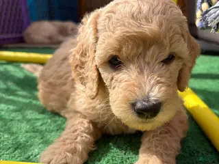 Goldendoodle dogs Goldendoodle Puppy 2 - Ad 9
