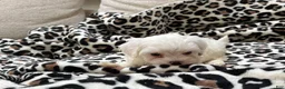 Maltipoo dogs for sale: Magnolia  - Ad 4