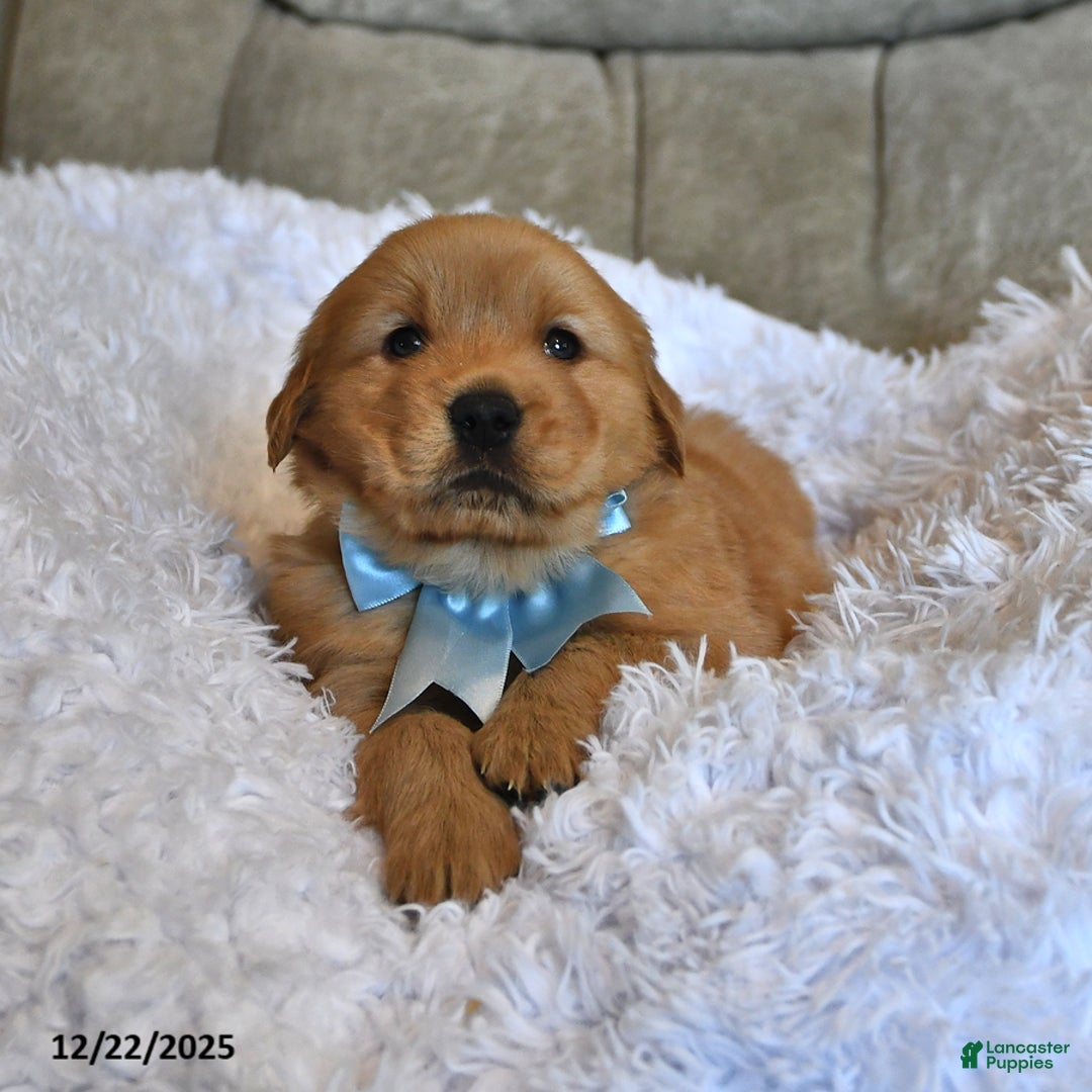 Golden Retriever dogs for sale: Sir Bentley - Ad 5