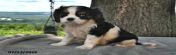 Cavalier King Charles Spaniel dogs for sale: Mabel - Ad 3