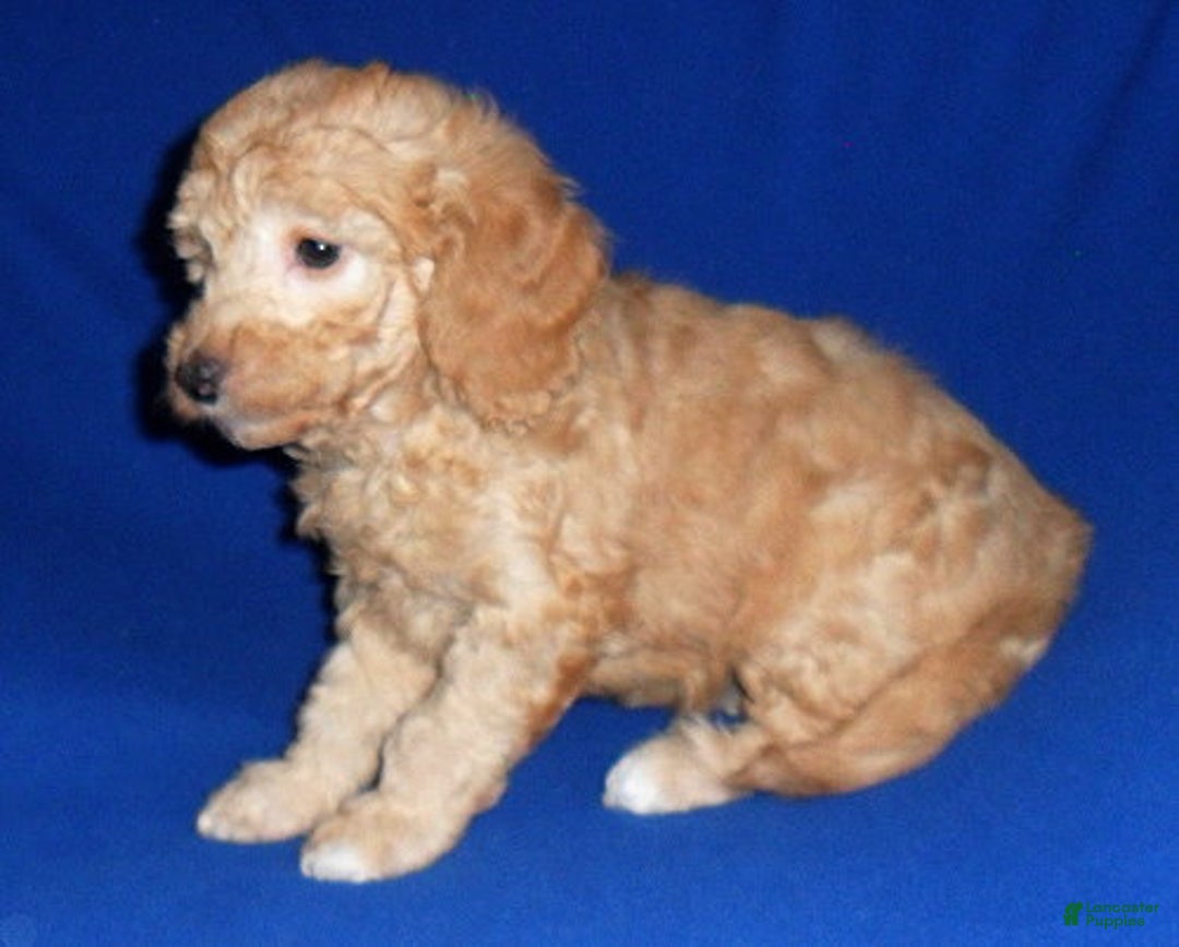 Miniature Poodle dogs for sale: Ollie - Ad 4