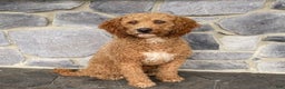 Goldendoodle dogs for sale: Panda Bear - Ad 5