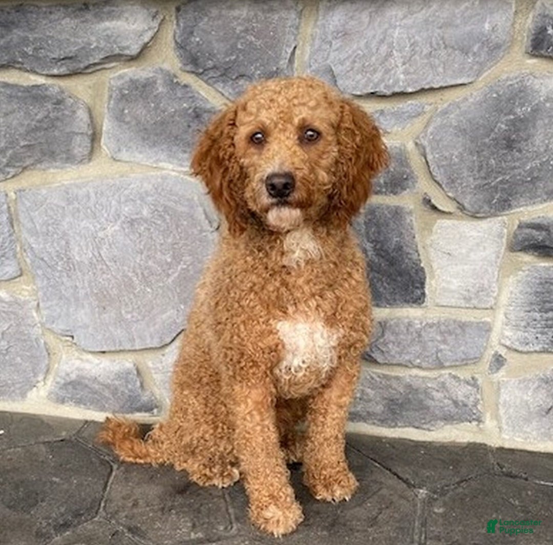 Goldendoodle dogs for sale: Panda Bear - Ad 5