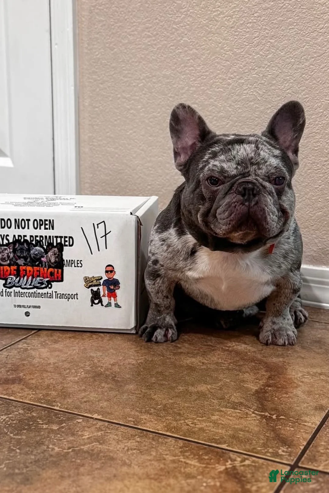 French Bulldog dogs for sale: French Bulldog - BIGGIE 🦍 - Ad 7