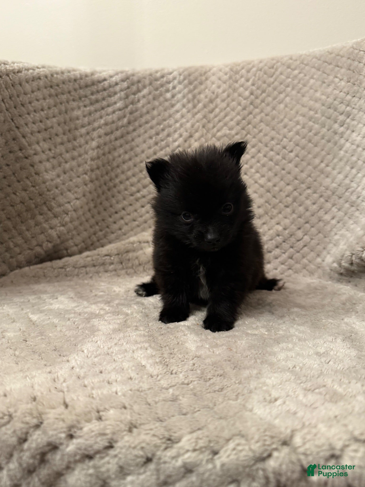 Pomeranian dogs Jennifer TEACUP - Ad 32