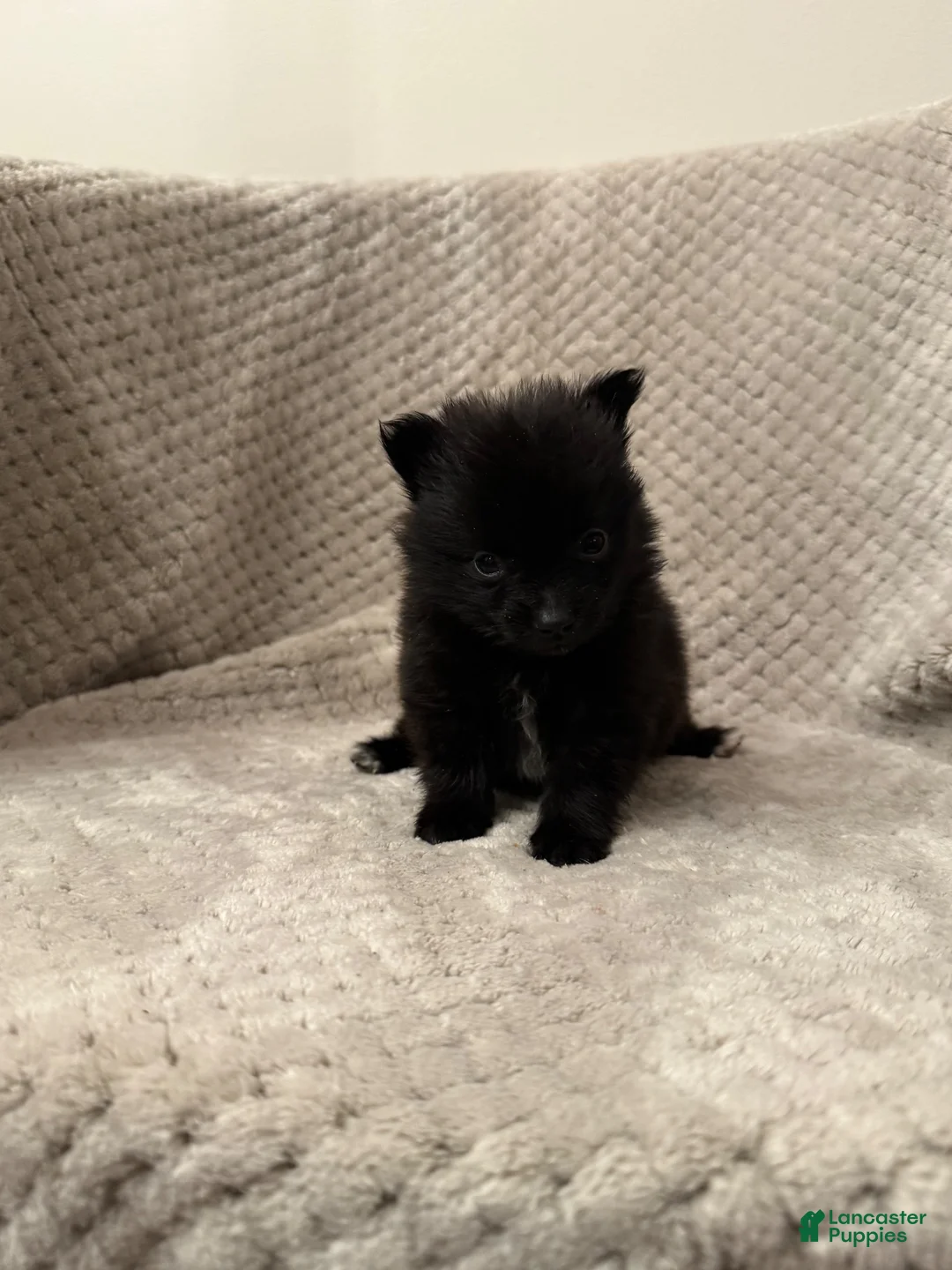 Pomeranian dogs for sale: Jennifer TEACUP - Ad 1