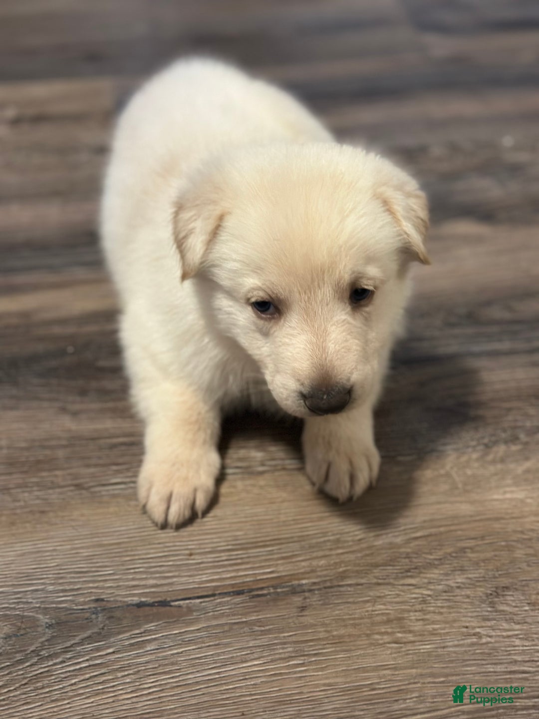 German Shepherd dogs for sale: German Shepherd Puppy 4 - Ad 3