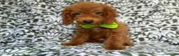 Cockapoo dogs for sale: Prince - Ad 3