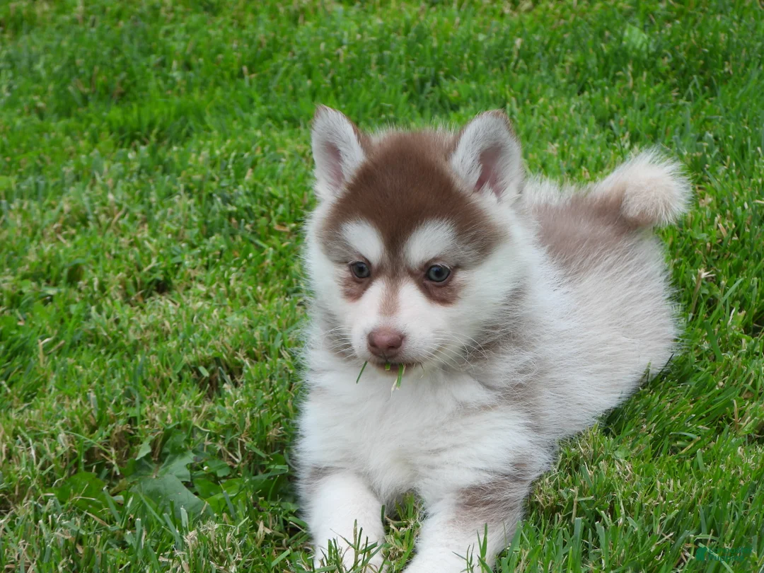Pomsky dogs for sale: Sadie - Ad 2