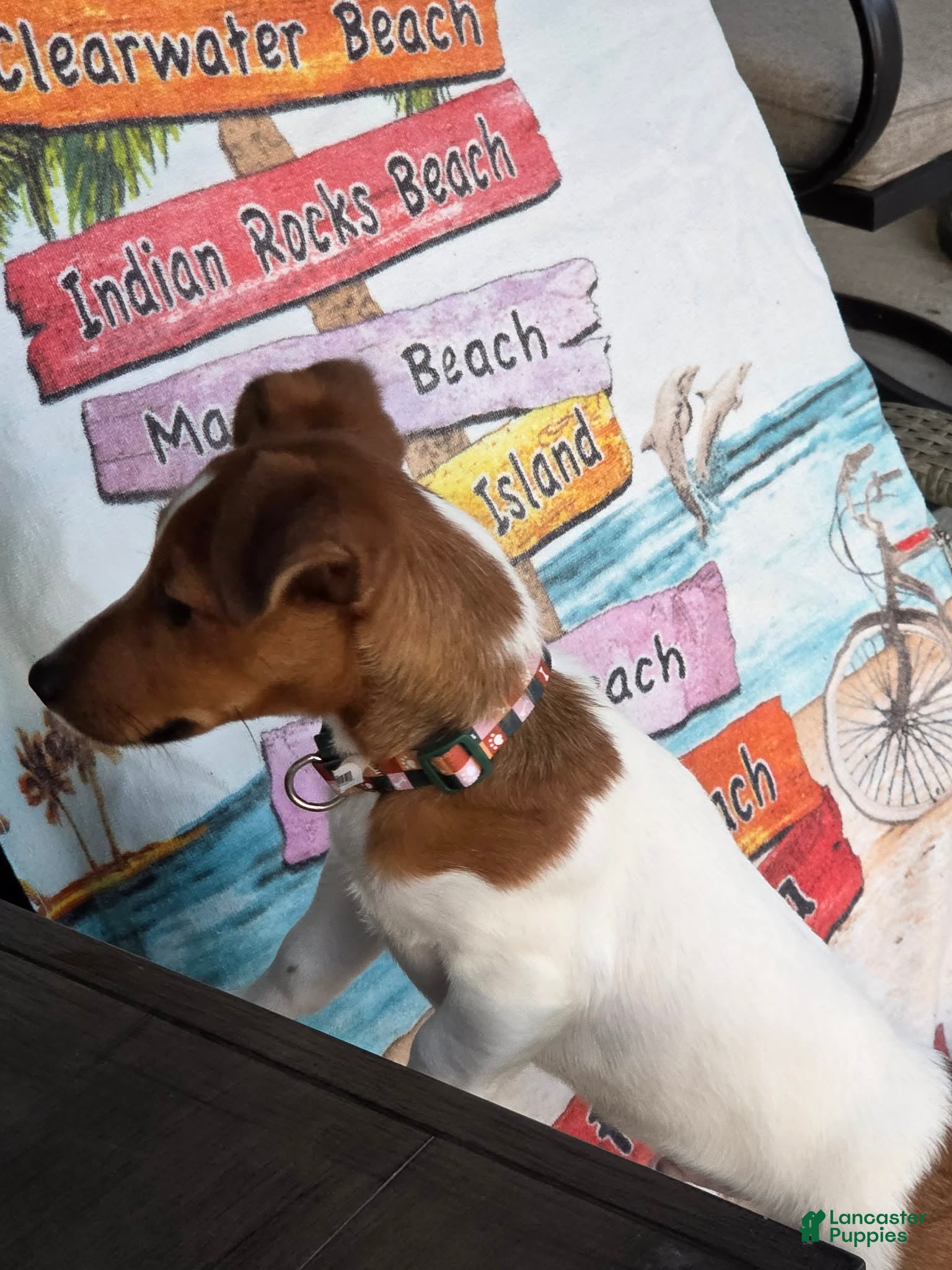 Jack Russell Terrier dogs Jack Russell Terrier Puppy 1 - Ad 2