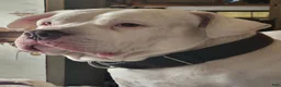 American Bulldog dogs for sale: American Bulldog 6 - Ad 14