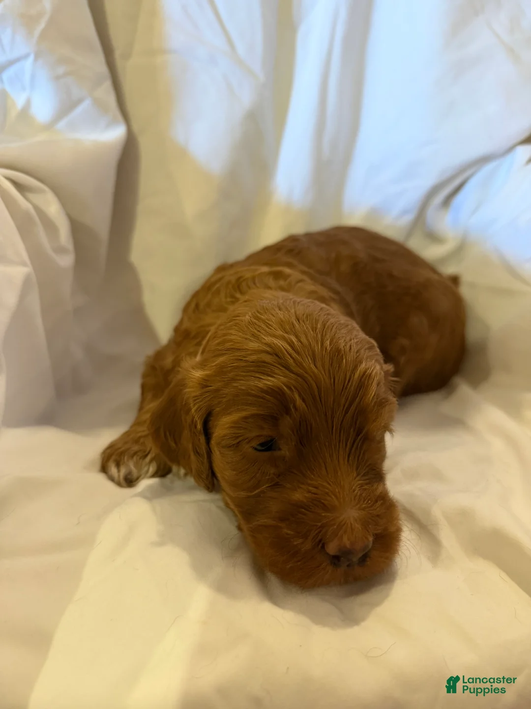 Labradoodle dogs for sale: Labradoodle Light Pink - Ad 1