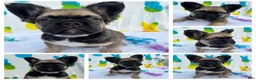 French Bulldog dogs for sale: Big boy Bacon  - Ad 1
