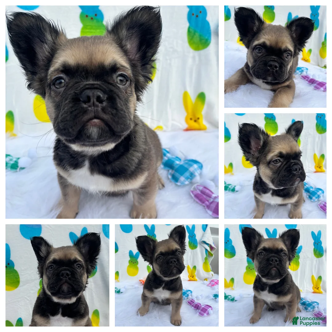 French Bulldog dogs for sale: Big boy Bacon  - Ad 1