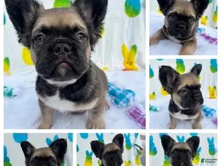 French Bulldog dogs Big boy Bacon - Ad 16