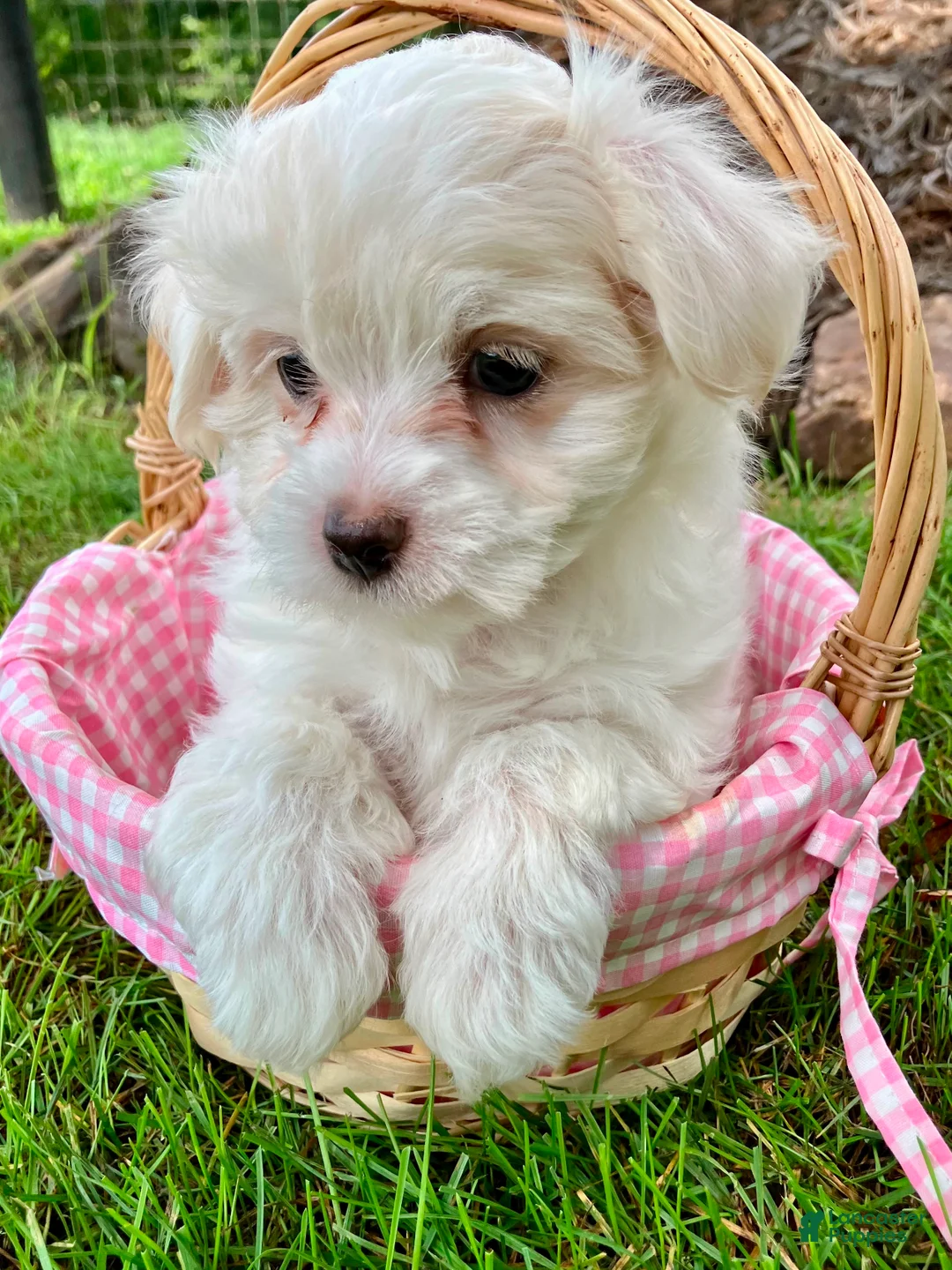 Maltese dogs for sale: Molly - Ad 2
