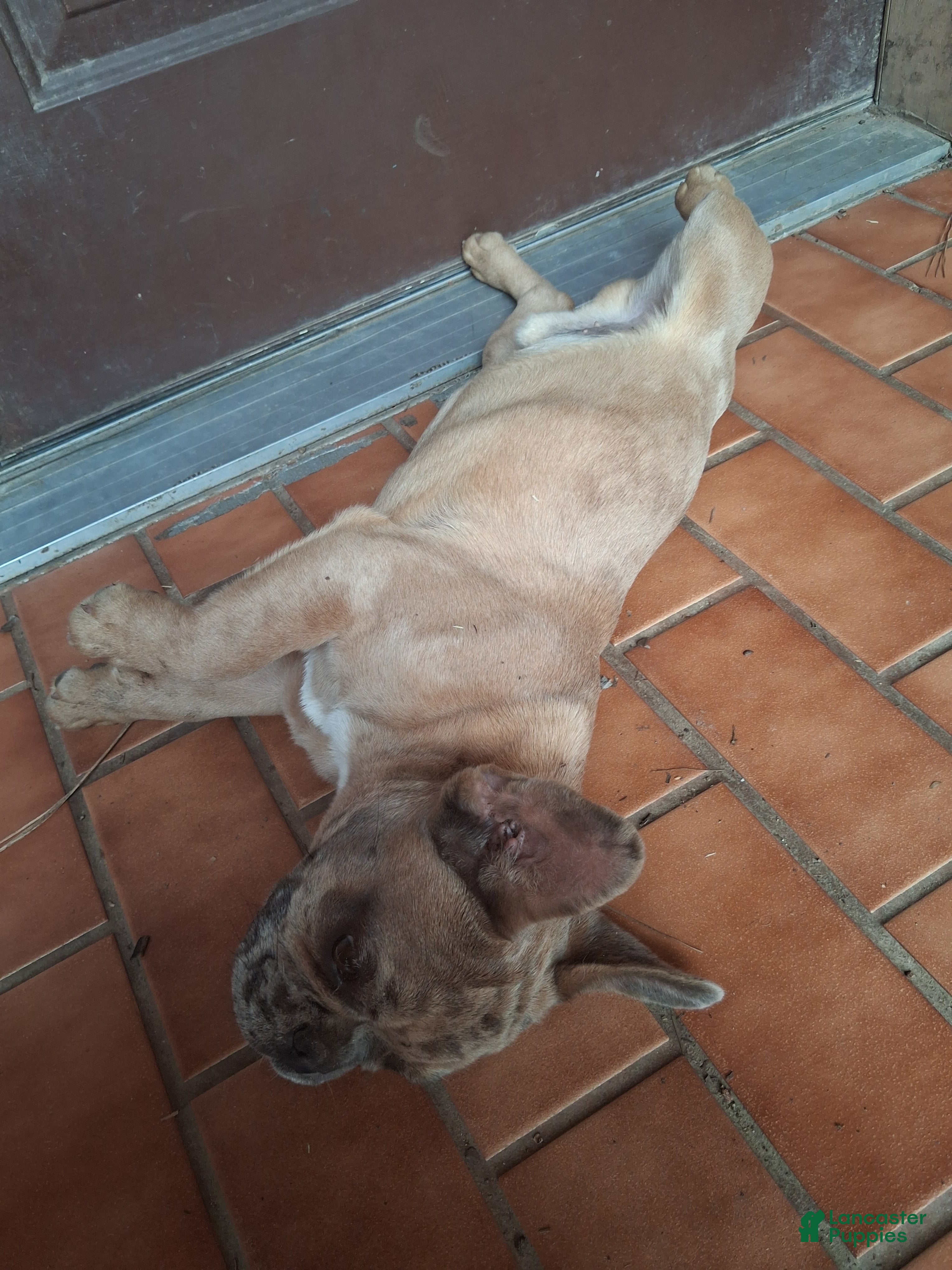 French Bulldog dogs French Bulldog 1 - Ad 25
