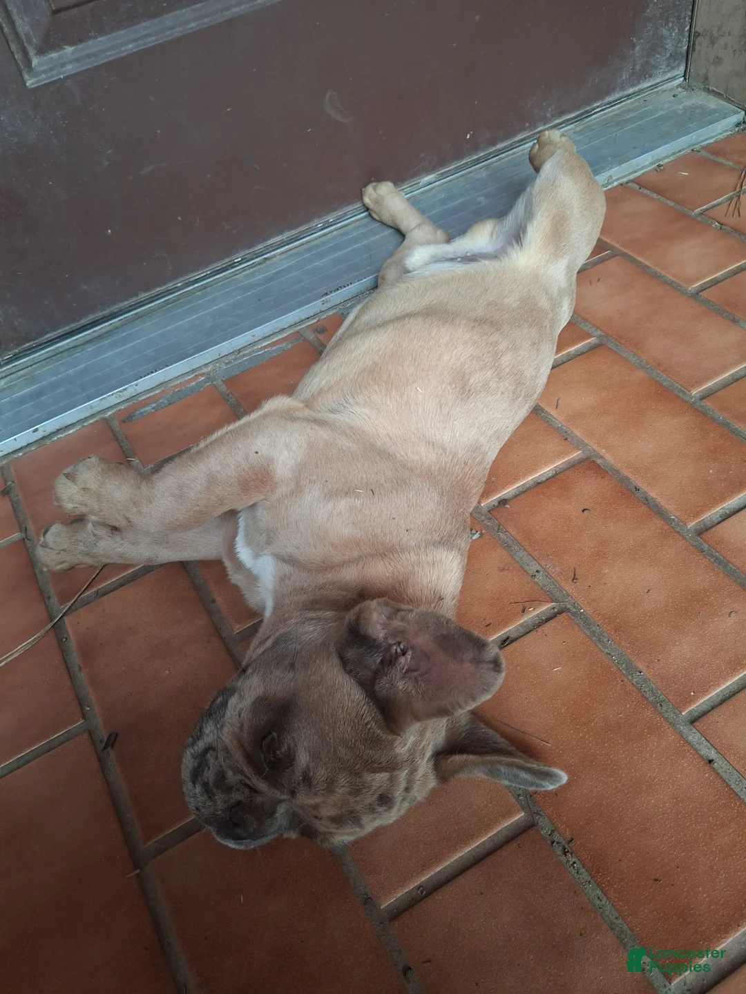 French Bulldog dogs for sale: French Bulldog 1 - Ad 1