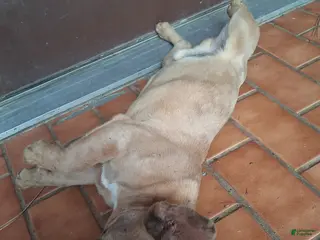 French Bulldog dogs French Bulldog 1 - Ad 1
