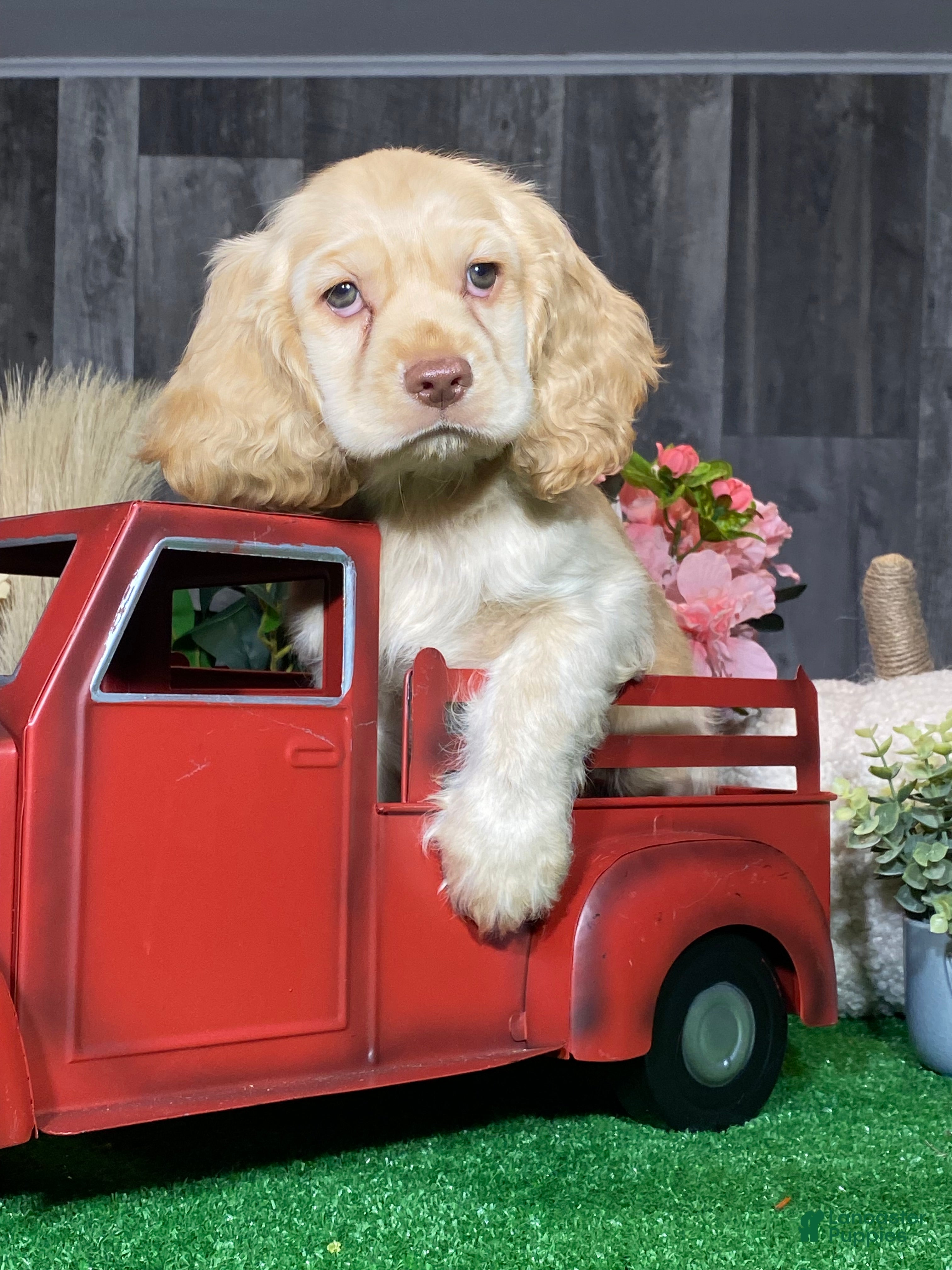 Cocker Spaniel dogs Teddy - Ad 37