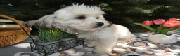 Teddy Bear dogs for sale: Teddy Bear 7 Tess - Ad 4
