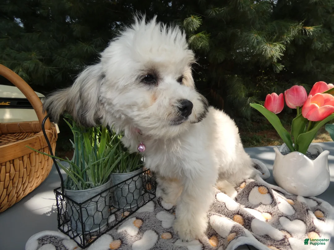 Teddy Bear dogs for sale: Teddy Bear 2 Trooper - Ad 2