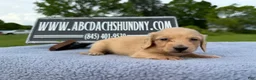 Miniature Dachshund dogs for sale: South African AKC Carrie’s Choc CR - Ad 16