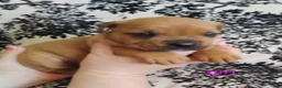 Mixed Breed dogs for sale: Mixed Breed Puppy 2 - Ad 1