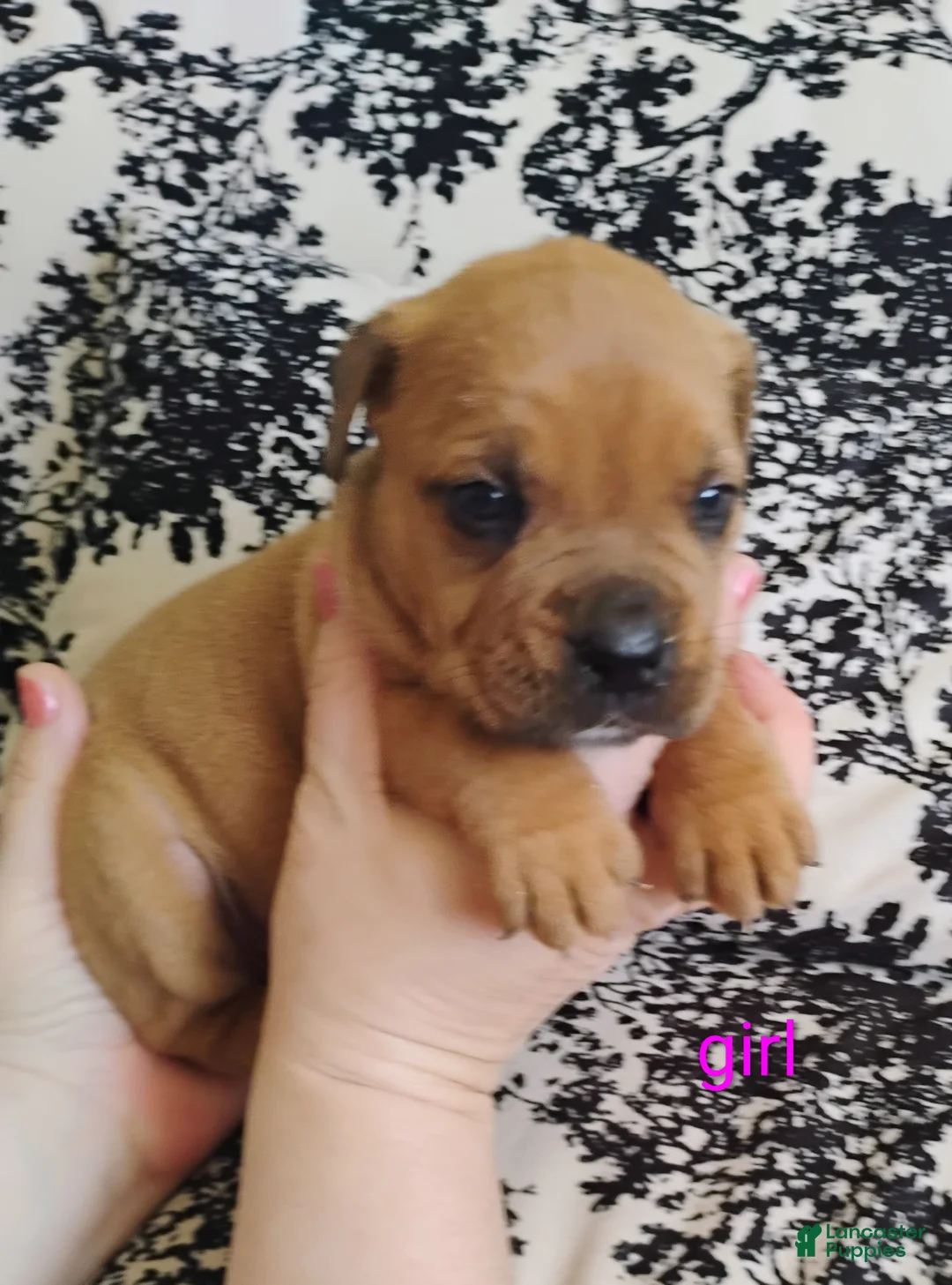 Mixed Breed dogs for sale: Mixed Breed Puppy 2 - Ad 1