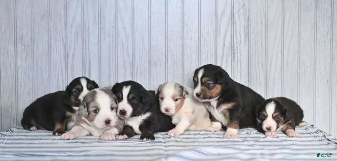Miniature Australian Shepherd dogs for sale: Gloria  - Ad 5
