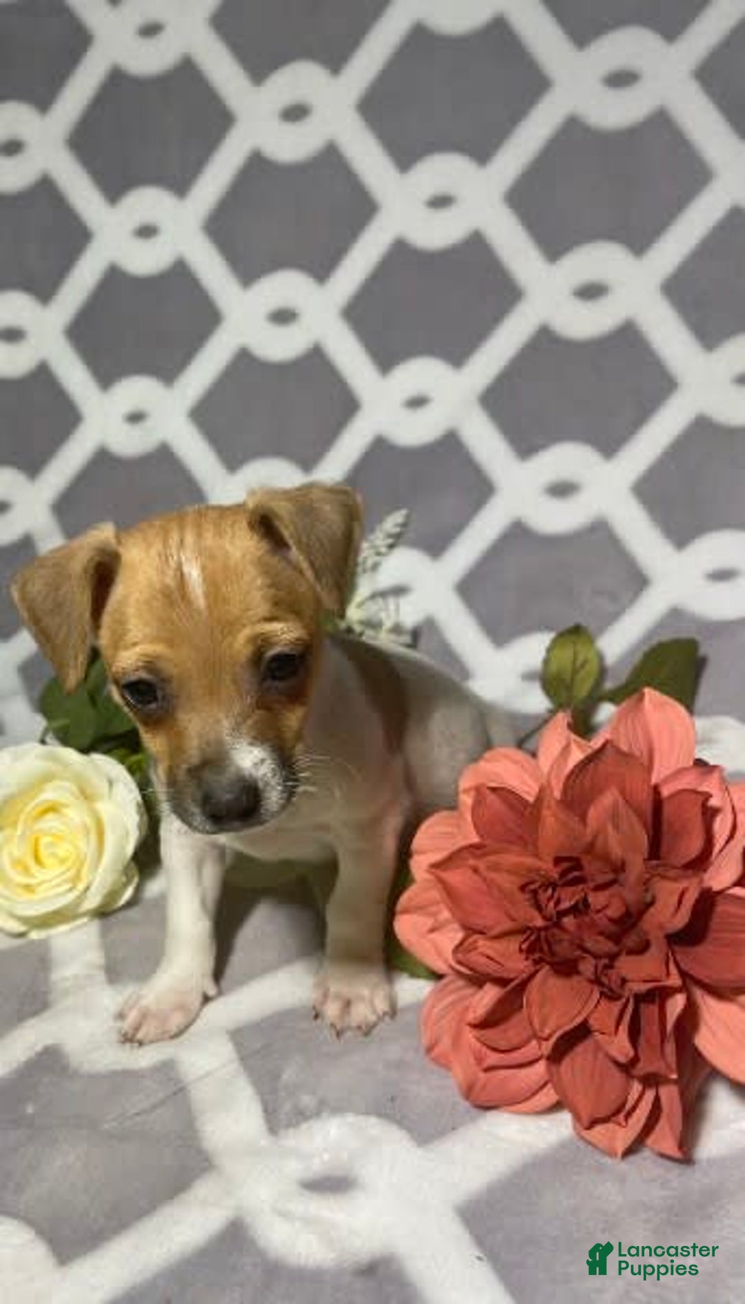 Gallery Image {{count}}