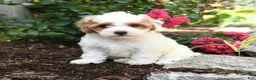 Shihpoo dogs for sale: Dexter - Ad 2