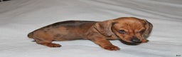 Miniature Dachshund dogs for sale: Snicker Mini  - Ad 4