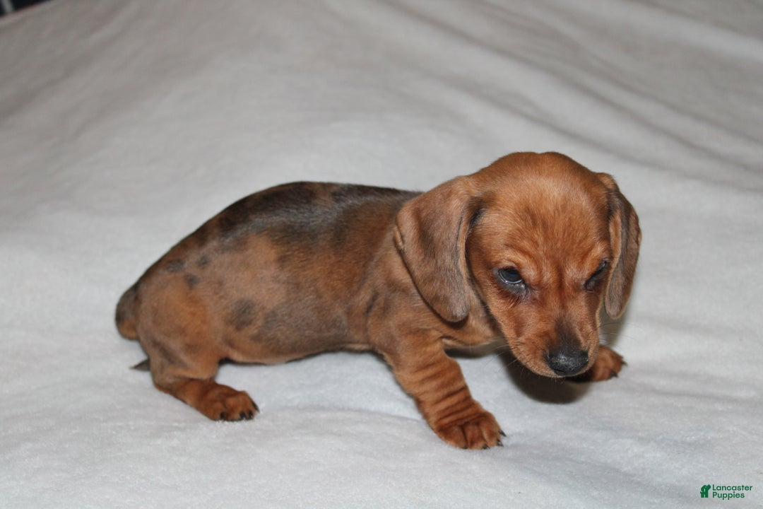 Miniature Dachshund dogs for sale: Snicker Mini  - Ad 4