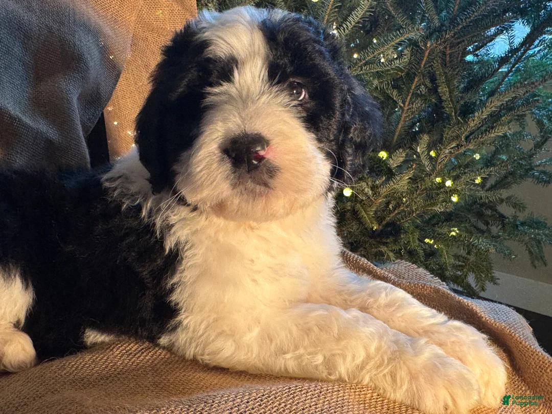 Bernedoodle dogs for sale: Australian Mountain Doodle Marv - Ad 2