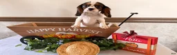 Cavalier King Charles Spaniel dogs for sale: Skyler - Ad 3