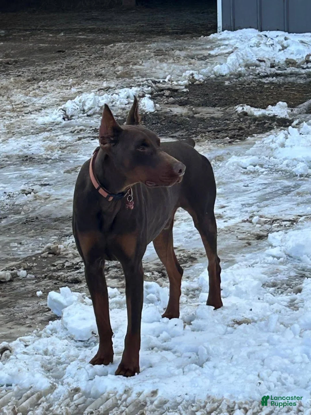 Doberman Pinscher dogs for sale: Cedric - Ad 9