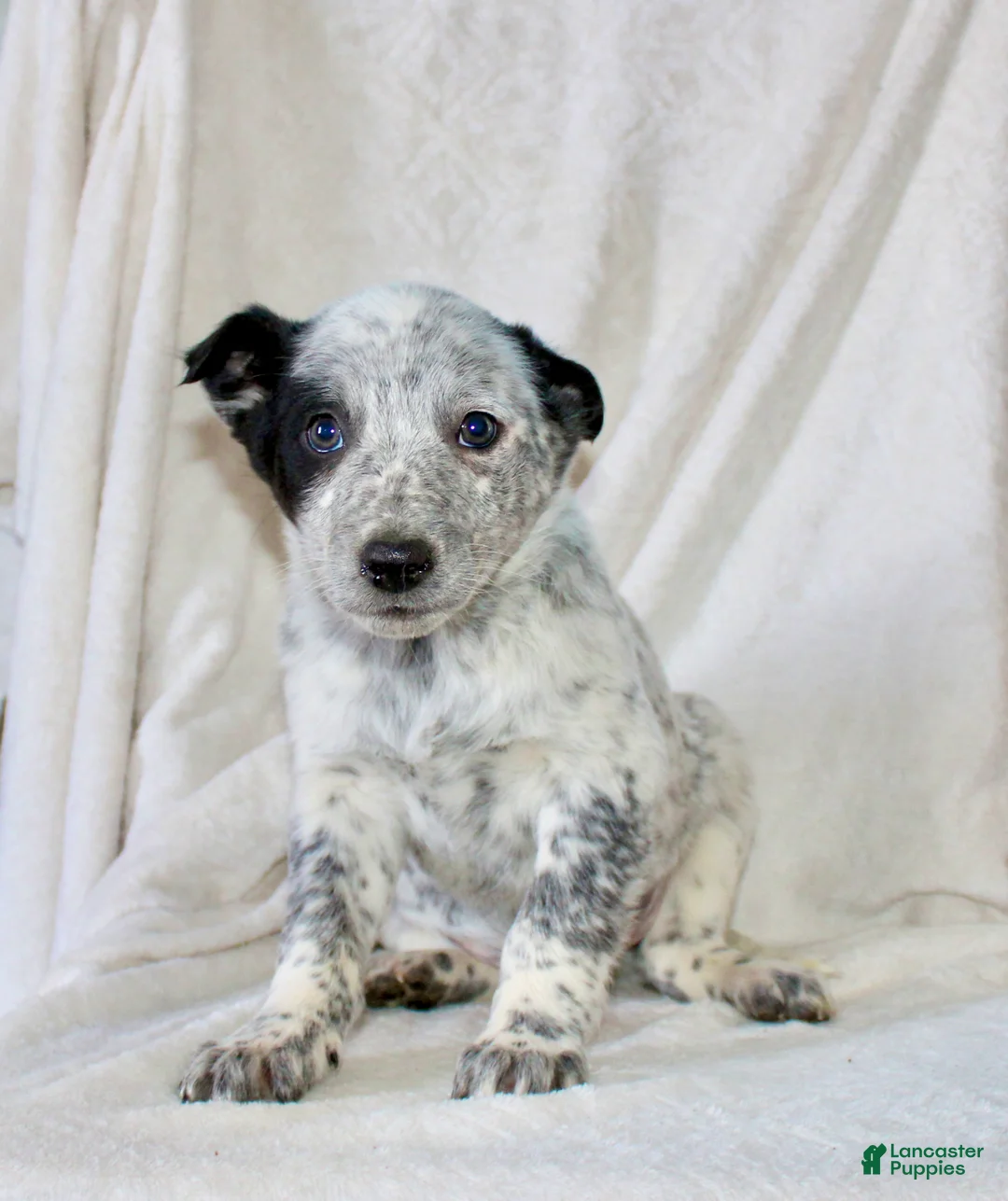 Australian Cattle Dog dogs for sale: Randy - Ad 1