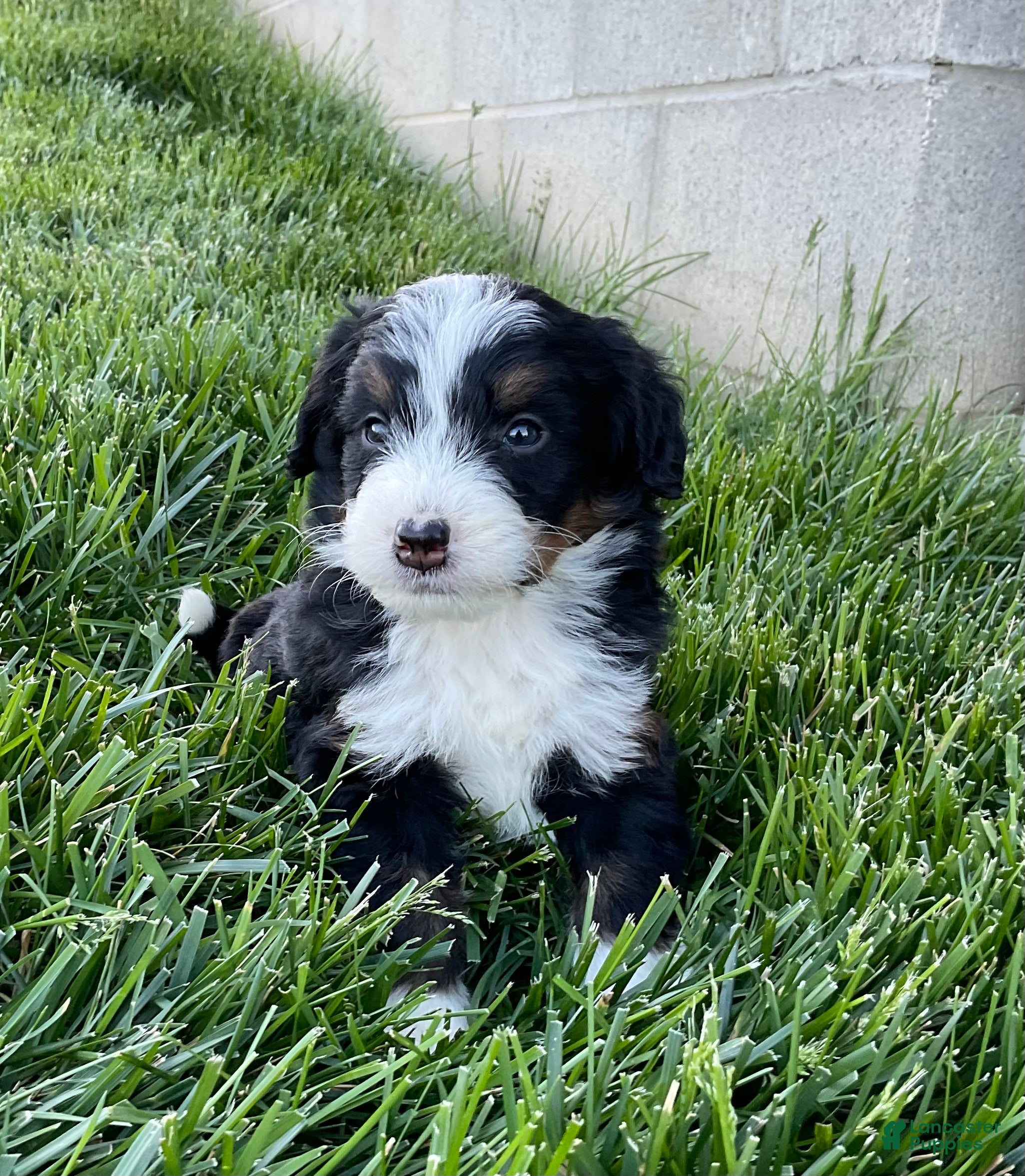 Mini Bernedoodle dogs DJ - Ad 2