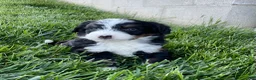 Mini Bernedoodle dogs for sale: DJ - Ad 2