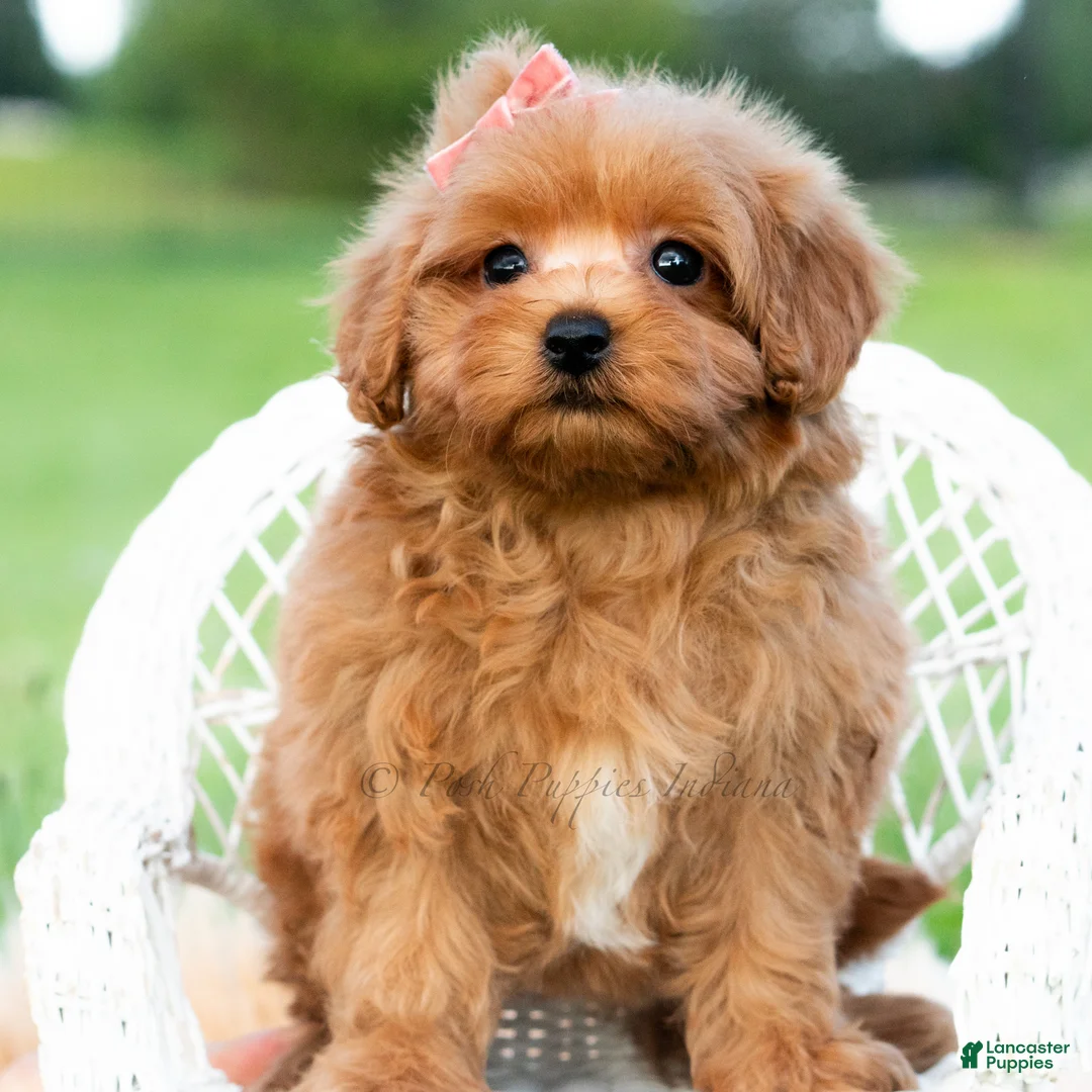 Maltipoo dogs for sale: Lily Pad - Ad 4