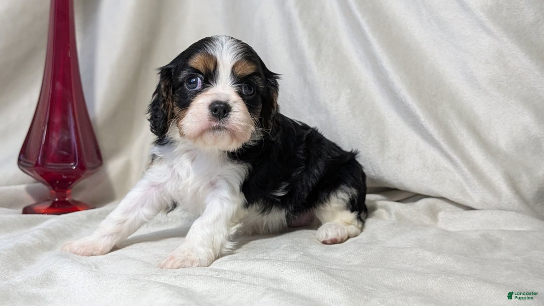 Cavalier King Charles Spaniel dogs for sale: Raya - Ad 2